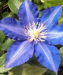 Alternative view of Clematis Rhapsody poj. 4L