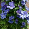 Clematis Rhapsody poj. 4L
