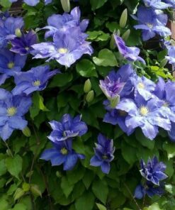 Clematis Rhapsody poj. 4L