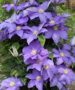 Alternative view of Clematis Rhapsody poj. 2L