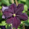 Clematis Romantica w P9/C1