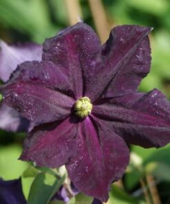 Clematis Romantica w P9/C1