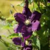 Clematis Romantica w poj, 4l
