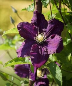 Clematis Romantica w poj, 4l