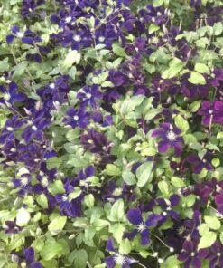 Alternative view of Clematis Romantica w poj, 4l