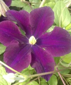 Clematis Romantica w poj, 2l