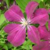 Clematis Rouge Cardinal (wielkokwiatowy) P9/C1