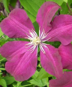 Clematis Rouge Cardinal (wielkokwiatowy) P9/C1