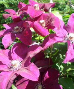 Alternative view of Clematis Rouge Cardinal (wielkokwiatowy) P9/C1