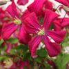 Clematis viticella 'Rubra' poj, 4L