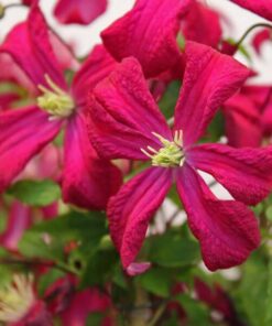 Clematis viticella 'Rubra' poj, 4L