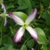 Clematis botaniczny Rubromarginata P9/C1
