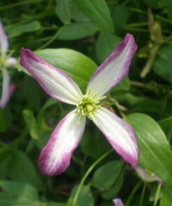 Clematis botaniczny Rubromarginata P9/C1