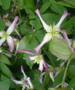 Alternative view of Clematis botaniczny Rubromarginata P9/C1