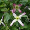 Clematis botaniczny Rubromarginata poj. 2L