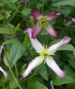 Clematis botaniczny Rubromarginata poj. 2L
