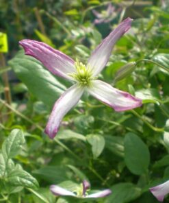 Alternative view of Clematis botaniczny Rubromarginata poj, 4L