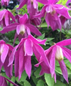 Clematis (pełny) Ruby P9/C1