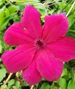 Alternative view of Clematis Solidarność (wielkokwiatowy) P9/C1