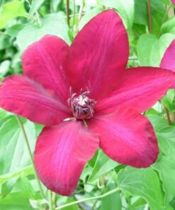 Clematis Solidarność (wielkokwiatowy) P9/C1