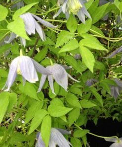 Alternative view of Clematis Stolwijk Gold poj, 4L