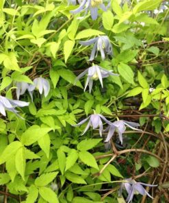 Clematis Stolwijk Gold poj, 4L
