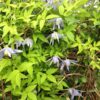 Clematis Stolwijk Gold poj, 2l