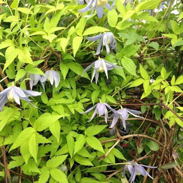 Clematis Stolwijk Gold poj, 2l