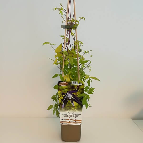 Clematis Stolwijk Gold poj, 2l - obrazek 2