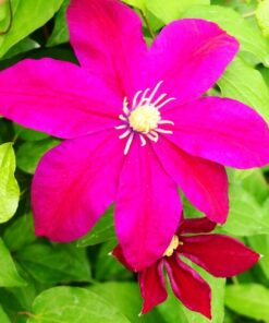 Clematis Sunset (wielkokwiatowy) P9/C1