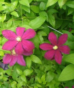 Alternative view of Clematis Sunset (wielkokwiatowy) poj. 2l