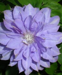 Clematis Teshio (wielkokwiatowy) PEŁNY poj. 2L