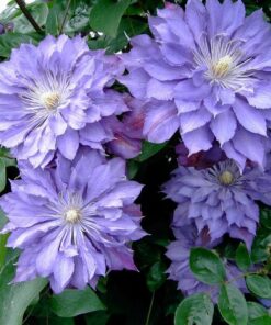 Alternative view of Clematis Teshio (wielkokwiatowy) PEŁNY poj. 2L