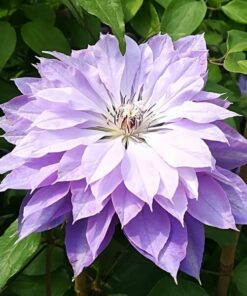 Clematis Teshio (wielkokwiatowy) PEŁNY poj. 4L