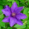 Clematis The President (wielkokwiatowy) P9/C1