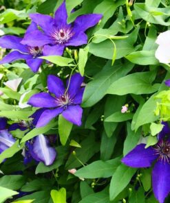 Alternative view of Clematis The President (wielkokwiatowy) poj, 2L