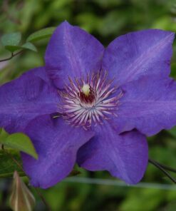 Clematis The President (wielkokwiatowy) poj, 2L