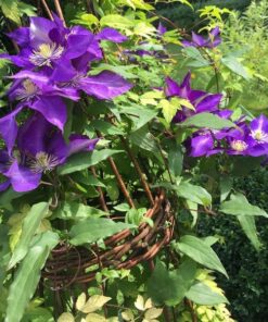 Alternative view of Clematis The President (wielkokwiatowy) P9/C1