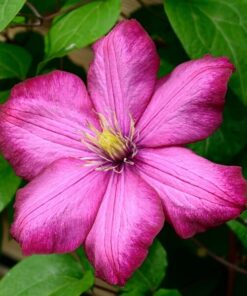 Clematis Ville de Lyon poj, 4L