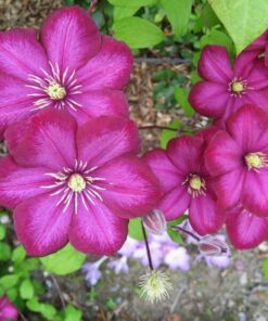 Alternative view of Clematis Ville de Lyon poj, 4L