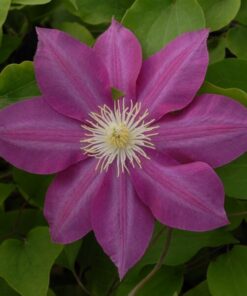 Clematis Vino (wielkokwiatowy) poj. 2L