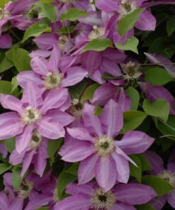 Alternative view of Clematis Vino (wielkokwiatowy) P9/C1