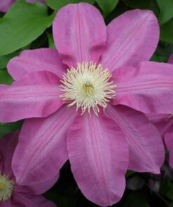 Clematis Vino (wielkokwiatowy) poj, 4L