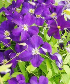 Clematis Viola (wielkokwiatowy) poj, 4L