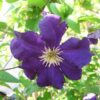 Clematis Viola (wielkokwiatowy) P9/C1
