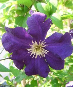 Clematis Viola (wielkokwiatowy) P9/C1