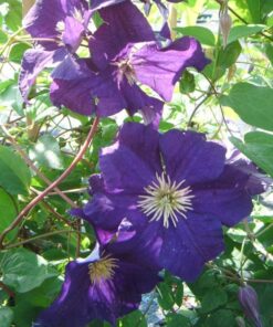 Alternative view of Clematis Viola (wielkokwiatowy) P9/C1