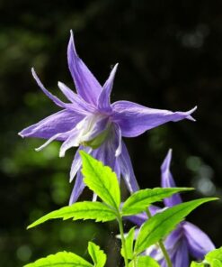 Clematis botaniczny Violet Pink PEŁNY P9/C1