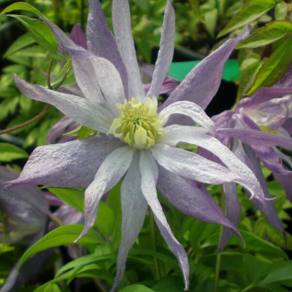 Clematis botaniczny Violet Pink PEŁNY P9/C1 - obrazek 5