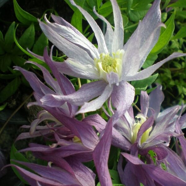 Clematis botaniczny Violet Pink PEŁNY poj. 2L - obrazek 5